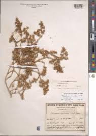 Image result for Trianthema triquetrum