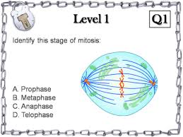 Maybe you would like to learn more about one of these? Mitosis And Meiosis Escape Room Teaching Resources
