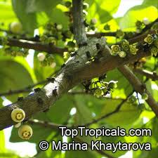 Image result for Bellucia