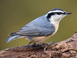 Maybe you would like to learn more about one of these? Red Breasted Nuthatch Bird News The Wood Thrush Shop