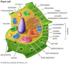 3d Plant Cell Sel Tumbuhan Sel Hewan Biologi Sel