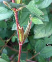 Image result for Corchorus aestuans