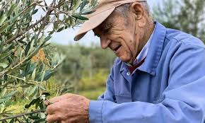 At 96, meet maybe the oldest olive oil producer in Croatia