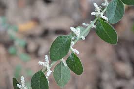 Image result for Aerva