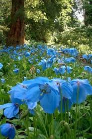 Linprobable Coup De Coeur Jardin Sauvage Bleute Reve De Sous Bois Wild Flowers Planting Flowers Blue Poppy