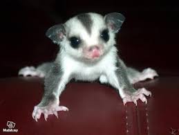 Pets For Sale In Sabah Sugar Glider Cage Sugar Glider Baby Sugar Glider