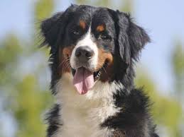 Does your white dog also have some black hair? Black Dog Breeds Black And White Dog Breeds
