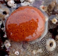 Image result for Isoglossa membranacea