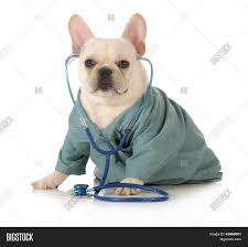 Diagnostic testing view pricing list schedule your appointment today Veterinary Care Image Photo Free Trial Bigstock