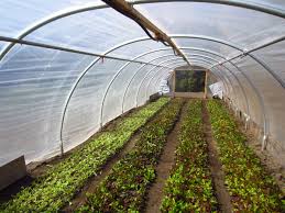 80k Year Farming On 1 3 Acre Square Foot Gardening Meets Commercial Farming Commercial Farming Backyard Farming Farm Layout