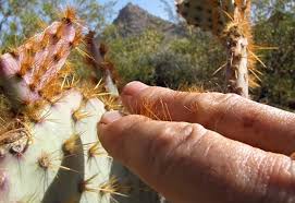 Patient education on early treatment can pathogenesis and presentation cactus spines are included in the possible causes of foreign body granulomas of the skin (etable).2,3 however. Prickly Pear Encounters Removing Glochids Laidback Gardener