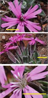 Image result for Silene kiwuensis