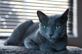 Expensive Cats Dunyanin 10 En Pahali Kedi Cinsi Tr Steemit