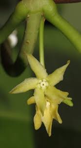 Image result for Cryptolepis hypoglauca