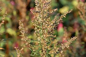 Colakraut ist ein aromatisches kraut, das es in zwei geschmacksrichtungen gibt: Colakraut Pflege Vermehren Ernte Plantura