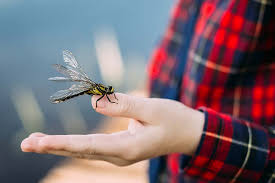 They aren't in my area, but i got to experience them driving to see my son's family in louisiana. Are Dragonflies Harmful To Humans Or Pets Bugg Control Inc Pest Control