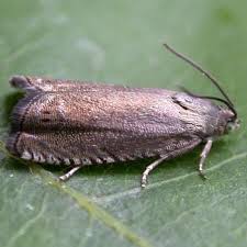 Image result for Gnidia inconspicua