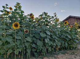 The mammoth grey striped sunflower (pictured above) and the skyscraper variety are two of the largest sunflowers of all. Russian Mammoth Sunflower Seeds Non Gmo 100 Organic Etsy