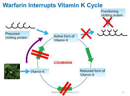Vitamins d3 and k2 promote bone mineralisation by supporting calcium absorption in the bones and increasing calcium bone metabolism. Overview Vitamin K And Vitamin D Vitamindwiki