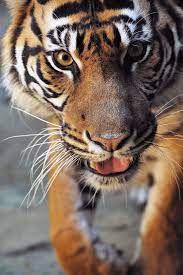 Indah Sumatran Tiger Sumatran Tiger Big Cats Save The Tiger
