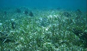 Image result for Cymodoceaceae