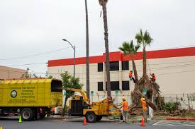 Commercial Tree Services