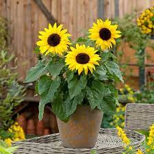 Helianthus Sun Buzz Growing Sunflowers Free Plants House Plants Indoor