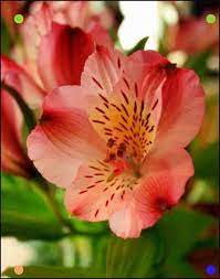 Alstromeria Wonderful Tiny Bloom Long Lasting Flowers Alstromeria Alstroemeria