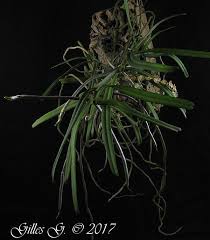 Image result for Rhipidoglossum