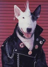 Ivdd in dogs (intervertebral disc disease) has a range of symptoms, from fairly mild to very serious. Don T Worry About Being The Coolest Dog Punk Cats Punk Rocker Outfit