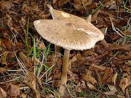 Comment congeler des champignons cuits? Coulemelle Definition Et Recettes De Coulemelle Supertoinette
