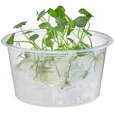 Image result for Hydrocotyle