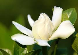 Alle ein bis zwei jahre braucht die gardenia einen größeren. Gardenie Portrat Der Beliebten Zimmer Und Kubelpflanze Living At Home