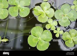 Image result for Marsilea macrocarpa