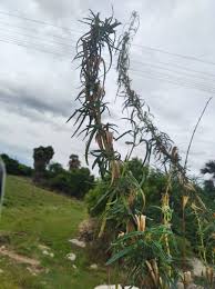 Image result for Sesamum alatum