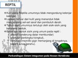 Sistem saraf berperan sebagai penerima rangsangan dan pemberi jawaban, pusat keseimbangan koordinasi, dan pengatur gerak refleks. Sistem Saraf Vertebrata Pdf