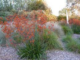 Anigozanthos Orange Cross Tissue Culture Australia Drought Tolerant Landscape Backyard Drought Tolerant Landscape Front Drought Tolerant Garden