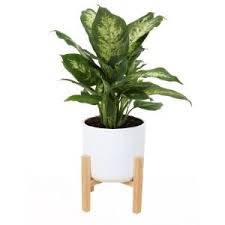 Dieffenbachia Is One Of The Easiest Indoor Houseplants To Grow And One Of The Most Common Indoor Plants Dieffenbachia A In 2020 White Planters Indoor Plants Plants