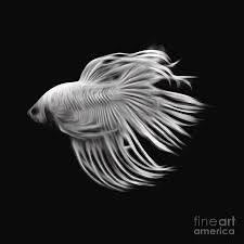 Siamese fighting fish , betta isolated on white background. White Betta Fish Fighting Fish Isolated On Black Background Digital Art By Saranyaphach Jitpilai
