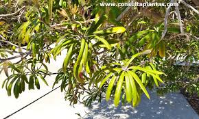 Image result for Boscia integrifolia