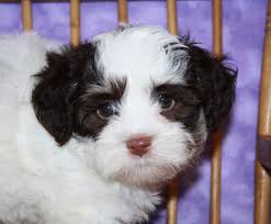 The dogs are provided with the attention, care and medical treatment necessary including spay/neutering. Havanese Puppies For Sale In Queens Long Island Asking 750 00 The Buy And Sell Community