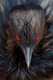 This bird has normally proportioned leg length. Grebe The Red Eye Special Pet Birds Bird Eyes Bird