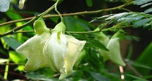 Kandungan protein kadar daun turi mencapai 29% dan tdn 67%. Tanaman Turi Bantu Tekan Harga Pakan Hewan Ternak Artikel Pertanian Terbaru Berita Pertanian Terbaru