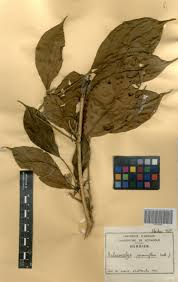 Image result for Aulacocalyx