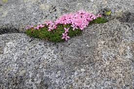 Image result for Silene abyssinica