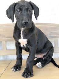 How much do great dane puppies cost? Great Dane For Sale In Lynchburg Va Local Pet Store Petopia