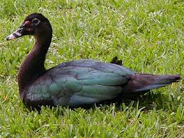 Maybe you would like to learn more about one of these? Entog Nama Gambar Binatang A Z