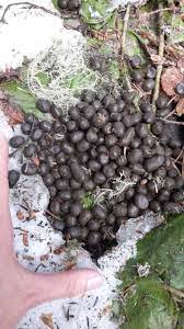 Check spelling or type a new query. Datei Red Deer Droppings Jpg Wikipedia