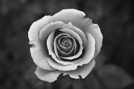 What is the difference between black, white, grayscale and color ...