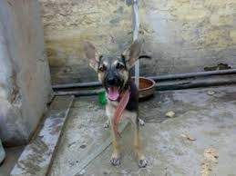 Come and see puppies live. Is This A German Shepherd Puppy